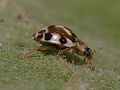 Twenty-spotted Lady Beetle